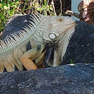 Team Page: Buying Alligators